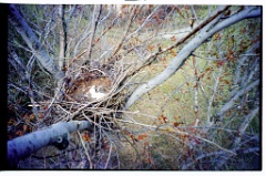 nest2000_04_16-2