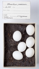 eggs_museum_Glaucidium_passerinum201009271134