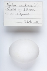 eggs_apart_Nyctea_scandiaca201009271113