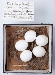 eggs_museum_Otus_brucei201009271101