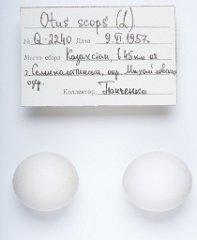 eggs_apart_Otus_scops201009271051