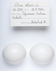 eggs_apart_Strix_aluco201009271043
