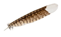 feather_bird_Caprimulgus_europaeus201002011402