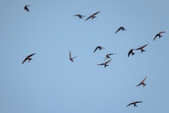 0_Apus_pacificus_2024_0612_2047-8