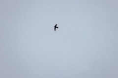 Apus_pacificus_2024_0611_2007