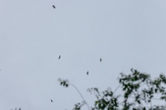 Apus_pacificus_2024_0611_2008