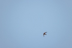 Apus_pacificus_2024_0612_2044-2