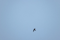 Apus_pacificus_2024_0612_2044