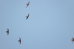 Apus_pacificus_2024_0612_2045