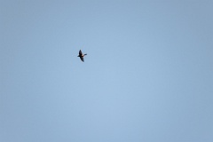 Apus_pacificus_2024_0612_2046-3