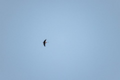 Apus_pacificus_2024_0612_2046-4