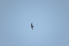 Apus_pacificus_2024_0612_2046