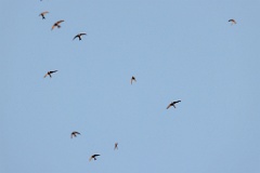 Apus_pacificus_2024_0612_2047-10