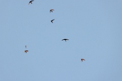 Apus_pacificus_2024_0612_2047-11