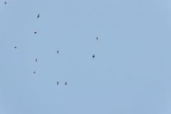 Apus_pacificus_2024_0612_2047-12