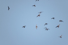 Apus_pacificus_2024_0612_2047-7