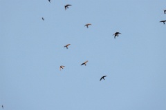 Apus_pacificus_2024_0612_2047-9