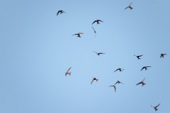 Apus_pacificus_2024_0612_2047