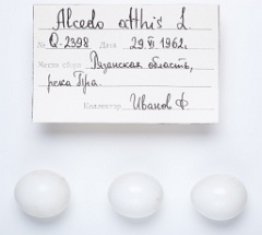 eggs_apart_Alcedo_atthis201009271153