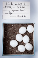 eggs_museum_Alcedo_atthis201009271152