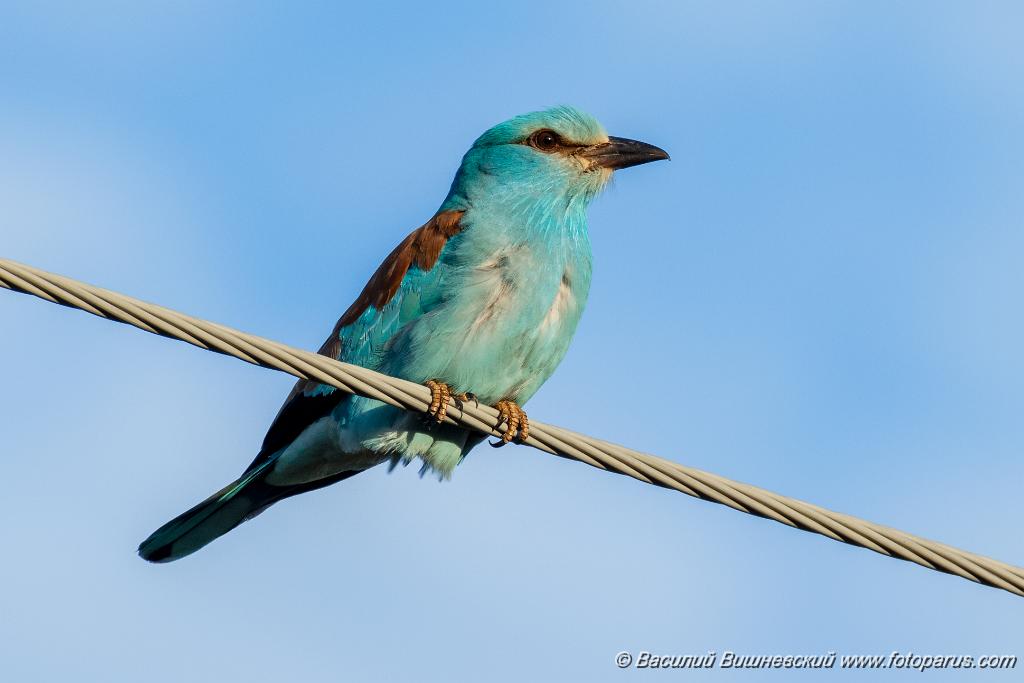 0_Coracias_garrulus_2025_0522_1854-6.jpg - Сизоворонка. Roller (Coracias garrulus). Окрестности хутора Погодин. Суровикинский район, Волгоградская область. Volgograd Oblast, Russia.