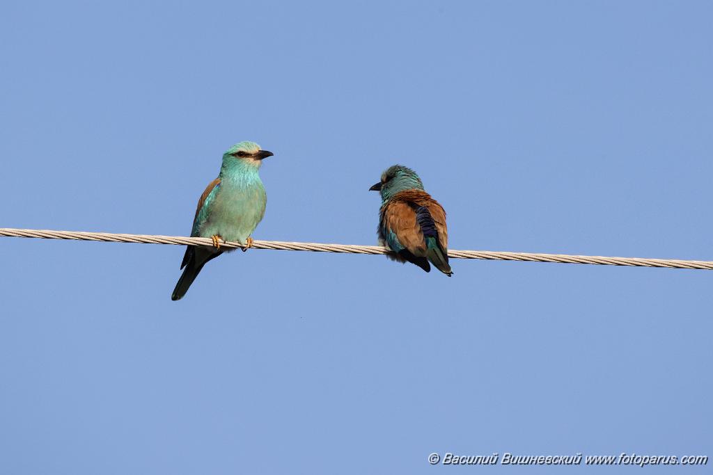 Coracias_garrulus_2025_0515_1759-3.jpg - Сизоворонка. Roller (Coracias garrulus). Окрестности хутора Зрянин. Суровикинский район, Волгоградская область. Volgograd Oblast, Russia.