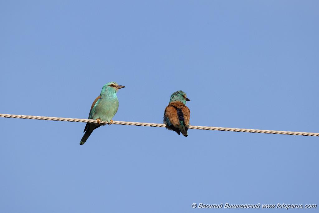 Coracias_garrulus_2025_0515_1759-4.jpg - Сизоворонка. Roller (Coracias garrulus). Окрестности хутора Зрянин. Суровикинский район, Волгоградская область. Volgograd Oblast, Russia.