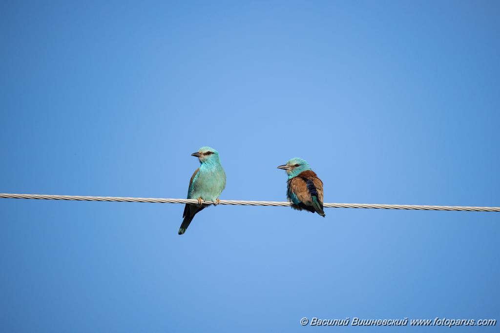 Coracias_garrulus_2025_0515_1759.jpg - Сизоворонка. Roller (Coracias garrulus). Окрестности хутора Зрянин. Суровикинский район, Волгоградская область. Volgograd Oblast, Russia.