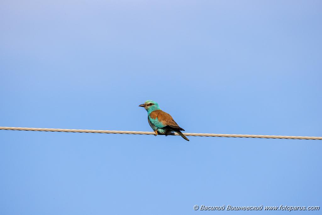 Coracias_garrulus_2025_0515_1804.jpg - Сизоворонка. Roller (Coracias garrulus). Окрестности хутора Зрянин. Суровикинский район, Волгоградская область. Volgograd Oblast, Russia.