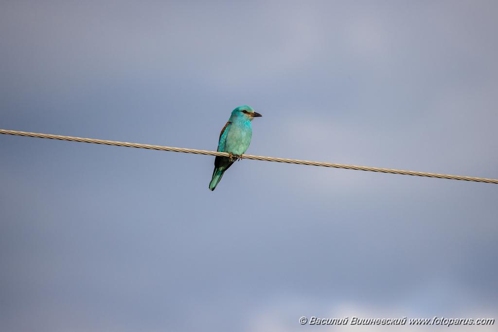 Coracias_garrulus_2025_0516_1817.jpg - Сизоворонка. Roller (Coracias garrulus). Окрестности хутора Погодин. Суровикинский район, Волгоградская область. Volgograd Oblast, Russia.