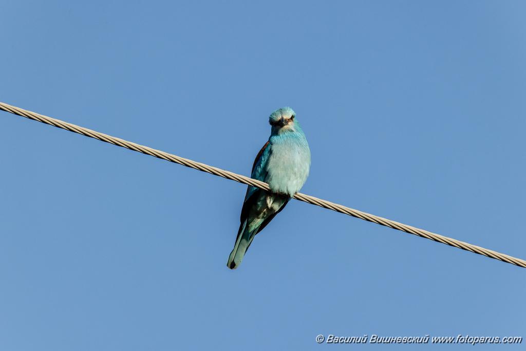 Coracias_garrulus_2025_0516_1825-3.jpg - Сизоворонка. Roller (Coracias garrulus). Окрестности хутора Погодин. Суровикинский район, Волгоградская область. Volgograd Oblast, Russia.