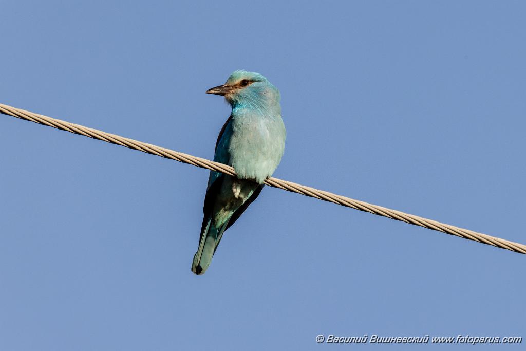 Coracias_garrulus_2025_0516_1825-4.jpg - Сизоворонка. Roller (Coracias garrulus). Окрестности хутора Погодин. Суровикинский район, Волгоградская область. Volgograd Oblast, Russia.