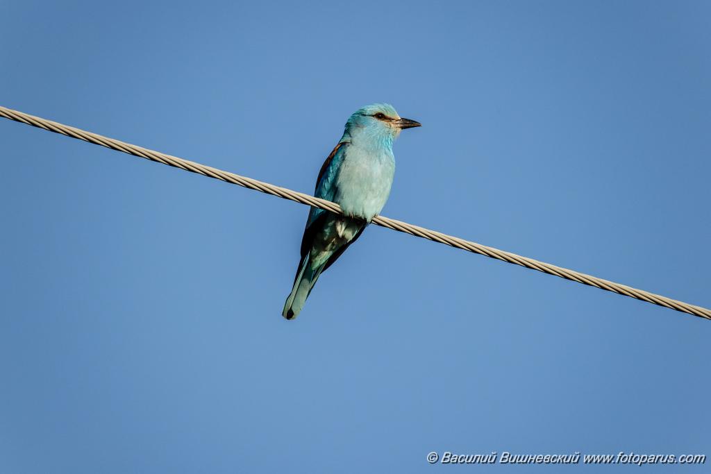 Coracias_garrulus_2025_0516_1825.jpg - Сизоворонка. Roller (Coracias garrulus). Окрестности хутора Погодин. Суровикинский район, Волгоградская область. Volgograd Oblast, Russia.