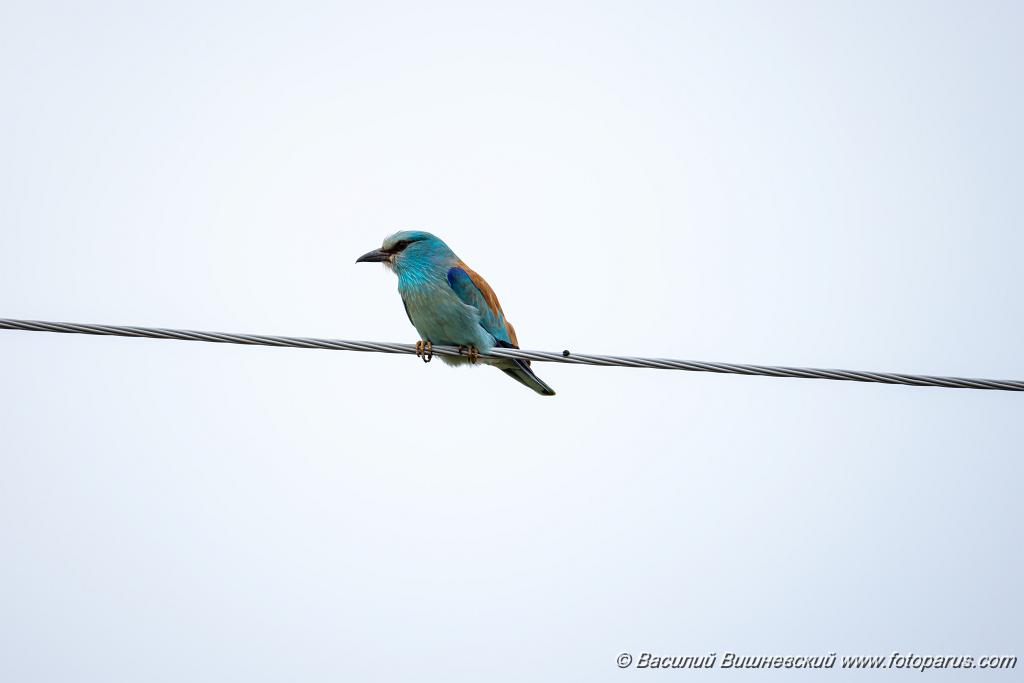 Coracias_garrulus_2025_0518_1132.jpg - Сизоворонка. Roller (Coracias garrulus). Волгоградская область, окрестности Цимлянского водохранилища недалеко от турбазы Южная Ночь и хутора Новомаксимовский. Volgograd Oblast, Russia.
