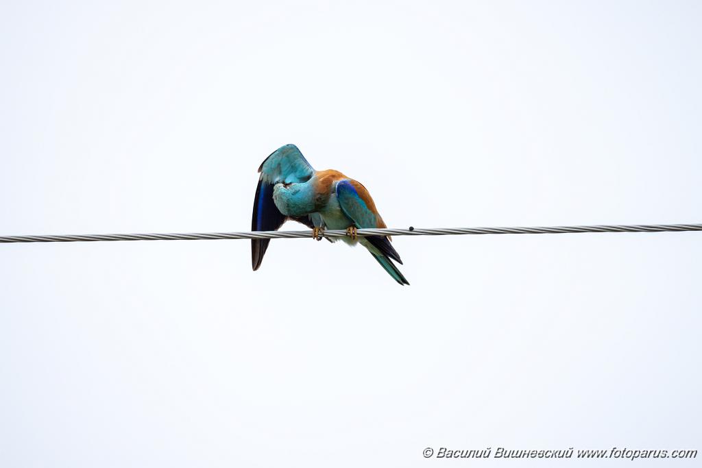 Coracias_garrulus_2025_0518_1139.jpg - Сизоворонка. Roller (Coracias garrulus). Волгоградская область, окрестности Цимлянского водохранилища недалеко от турбазы Южная Ночь и хутора Новомаксимовский. Volgograd Oblast, Russia.