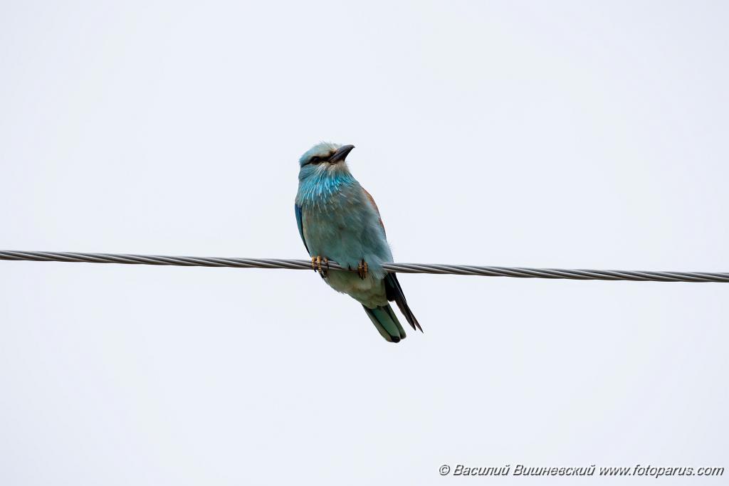Coracias_garrulus_2025_0518_1153.jpg - Сизоворонка. Roller (Coracias garrulus). Волгоградская область, окрестности Цимлянского водохранилища недалеко от турбазы Южная Ночь и хутора Новомаксимовский. Volgograd Oblast, Russia.