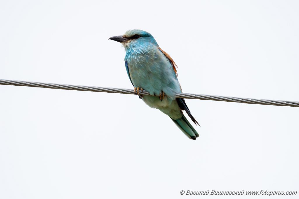 Coracias_garrulus_2025_0518_1154.jpg - Сизоворонка. Roller (Coracias garrulus). Волгоградская область, окрестности Цимлянского водохранилища недалеко от турбазы Южная Ночь и хутора Новомаксимовский. Volgograd Oblast, Russia.