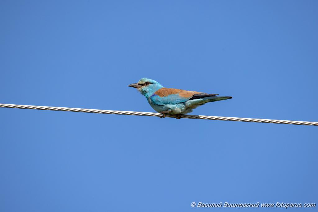Coracias_garrulus_2025_0520_0826.jpg - Сизоворонка. Roller (Coracias garrulus). Волгоградская область, окрестности Цимлянского водохранилища недалеко от турбазы Южная Ночь и хутора Новомаксимовский. Volgograd Oblast, Russia.