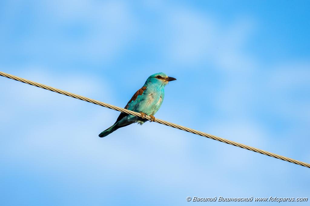 Coracias_garrulus_2025_0522_1854-5.jpg - Сизоворонка. Roller (Coracias garrulus). Окрестности хутора Погодин. Суровикинский район, Волгоградская область. Volgograd Oblast, Russia.