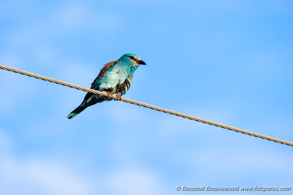 Coracias_garrulus_2025_0522_1854-7.jpg - Сизоворонка. Roller (Coracias garrulus). Окрестности хутора Погодин. Суровикинский район, Волгоградская область. Volgograd Oblast, Russia.