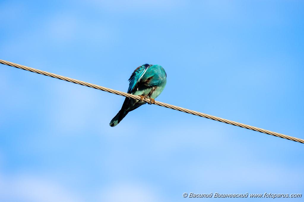 Coracias_garrulus_2025_0522_1854-8.jpg - Сизоворонка. Roller (Coracias garrulus). Окрестности хутора Погодин. Суровикинский район, Волгоградская область. Volgograd Oblast, Russia.