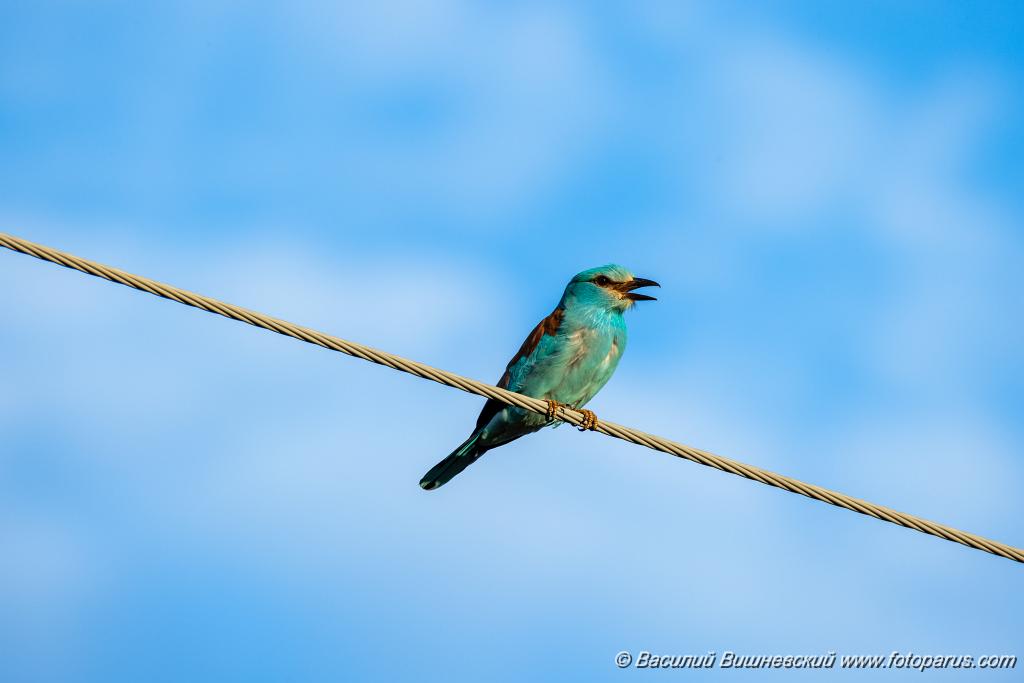 Coracias_garrulus_2025_0522_1854.jpg - Сизоворонка. Roller (Coracias garrulus). Окрестности хутора Погодин. Суровикинский район, Волгоградская область. Volgograd Oblast, Russia.