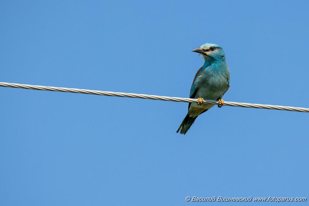 Coracias_garrulus_2025_0524_0907-2.jpg - Сизоворонка. Roller (Coracias garrulus). Волгоградская область, окрестности Цимлянского водохранилища недалеко от турбазы Южная Ночь и хутора Новомаксимовский. Volgograd Oblast, Russia.