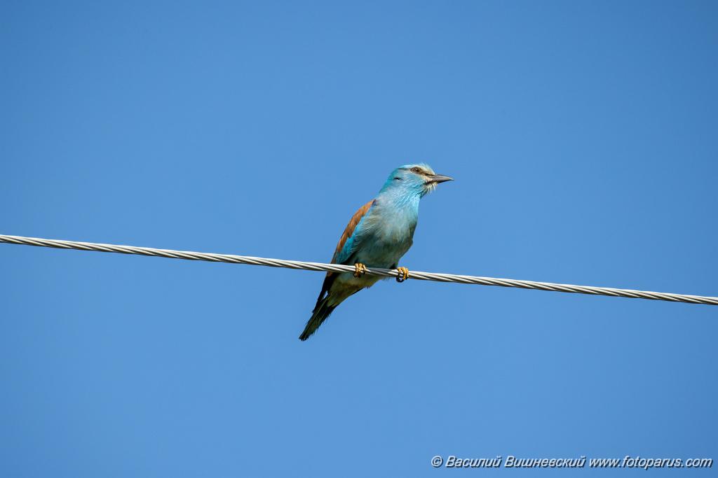 Coracias_garrulus_2025_0524_0907.jpg - Сизоворонка. Roller (Coracias garrulus). Волгоградская область, окрестности Цимлянского водохранилища недалеко от турбазы Южная Ночь и хутора Новомаксимовский. Volgograd Oblast, Russia.
