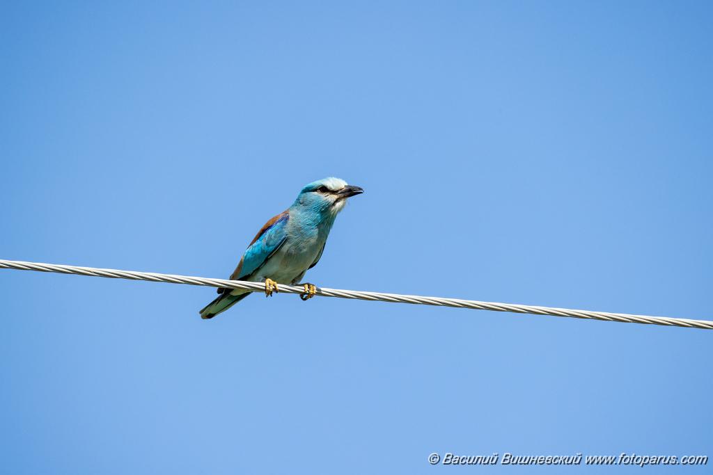 Coracias_garrulus_2025_0525_0904.jpg - Сизоворонка. Roller (Coracias garrulus). Волгоградская область, окрестности Цимлянского водохранилища недалеко от турбазы Южная Ночь и хутора Новомаксимовский. Volgograd Oblast, Russia.