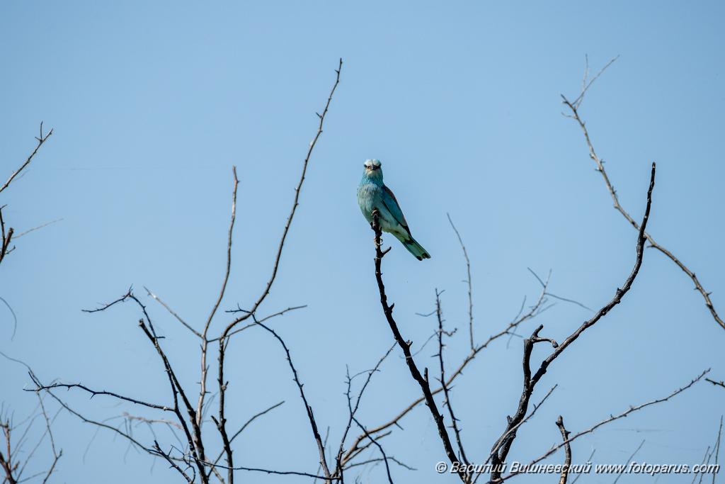 Coracias_garrulus_2025_0525_0923-3.jpg - Сизоворонка. Roller (Coracias garrulus). Волгоградская область, окрестности Цимлянского водохранилища недалеко от турбазы Южная Ночь и хутора Новомаксимовский. Volgograd Oblast, Russia.
