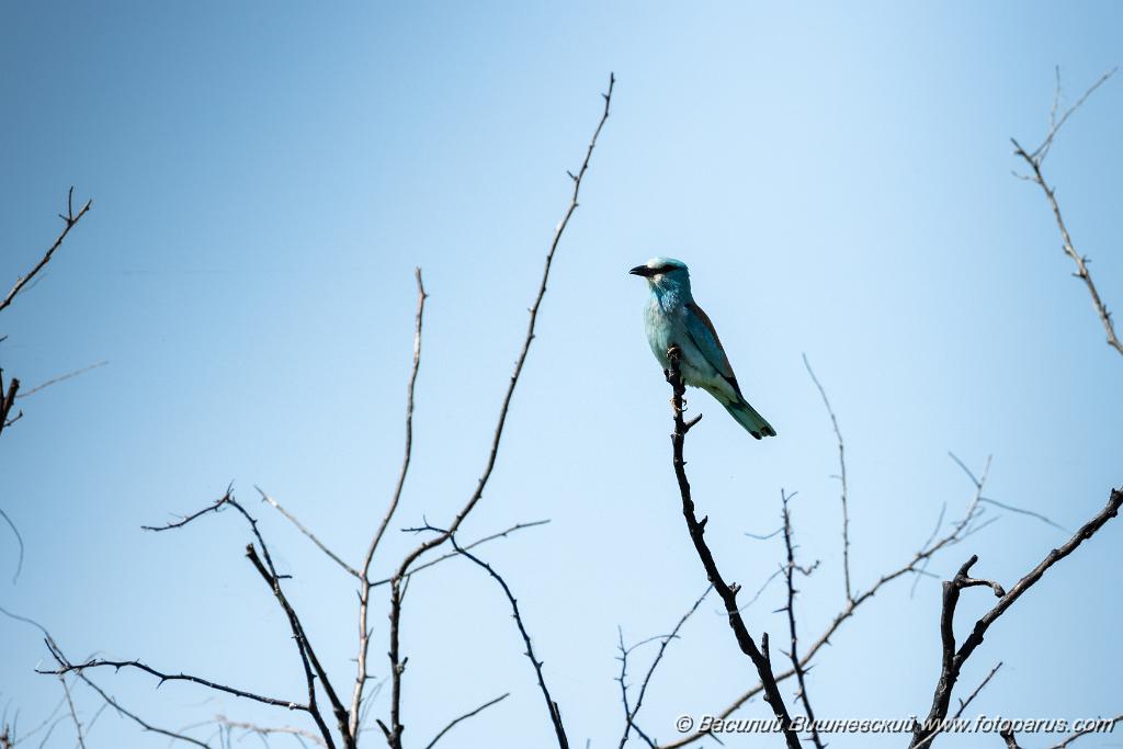 Coracias_garrulus_2025_0525_0923-4.jpg - Сизоворонка. Roller (Coracias garrulus). Волгоградская область, окрестности Цимлянского водохранилища недалеко от турбазы Южная Ночь и хутора Новомаксимовский. Volgograd Oblast, Russia.