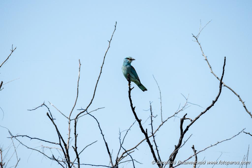 Coracias_garrulus_2025_0525_0923.jpg - Сизоворонка. Roller (Coracias garrulus). Волгоградская область, окрестности Цимлянского водохранилища недалеко от турбазы Южная Ночь и хутора Новомаксимовский. Volgograd Oblast, Russia.