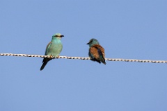 Coracias_garrulus_2025_0515_1759-3