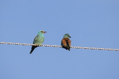 Coracias_garrulus_2025_0515_1759-4
